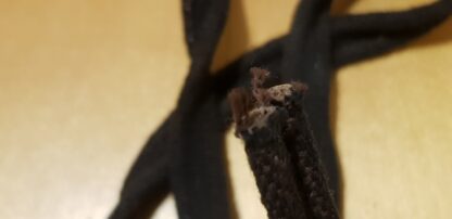 Gummilister - Bild 7